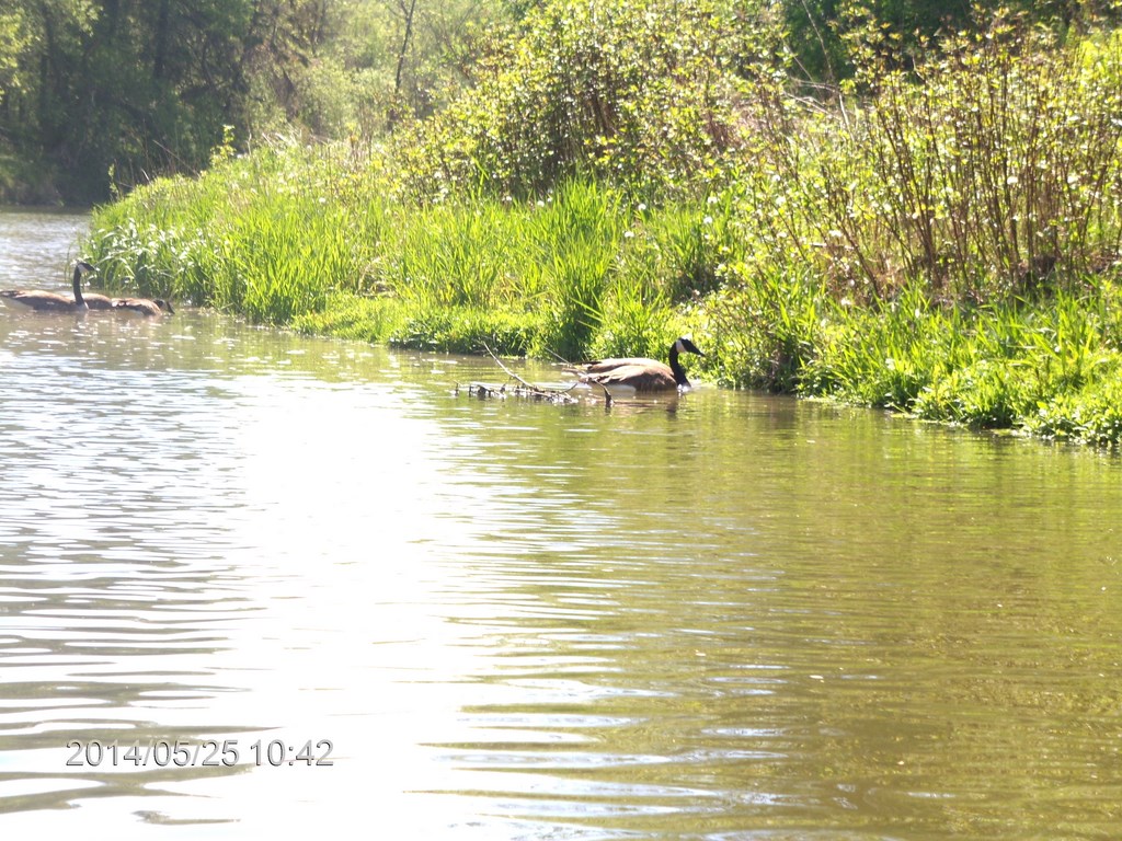 Christopher Greaves Rouge River_HPIM7286.JPG